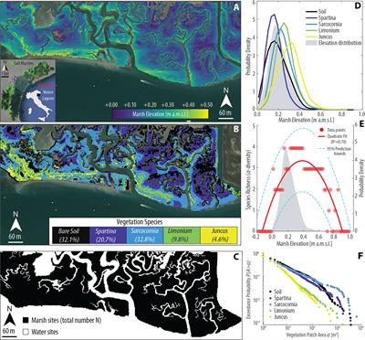 A Minimalist Model of Salt-Marsh Vegetation Dynamics Driven by Species Competition and Dispersal